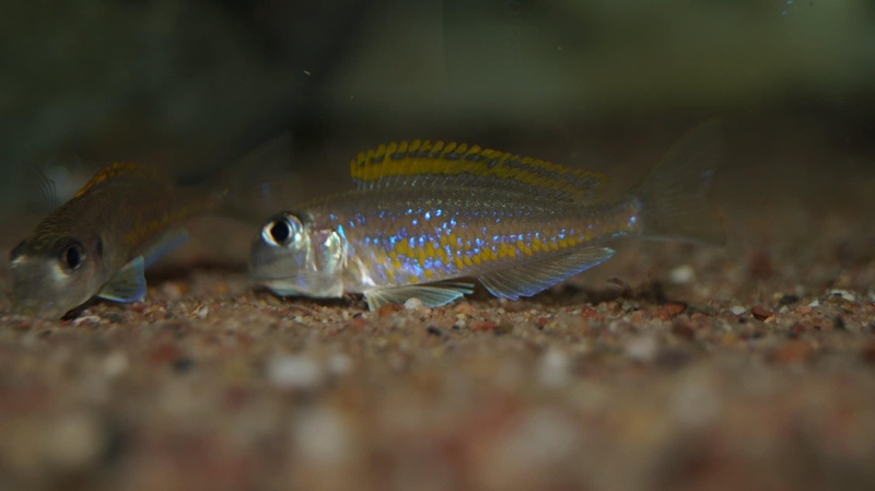 Xenotilapia flavipinnis 'Mutondwe (Crocodile) Island'
